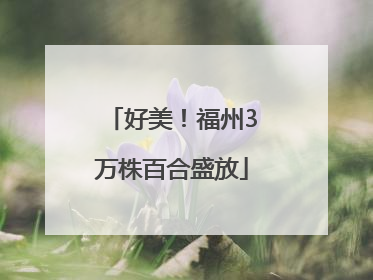 好美！福州3万株百合盛放